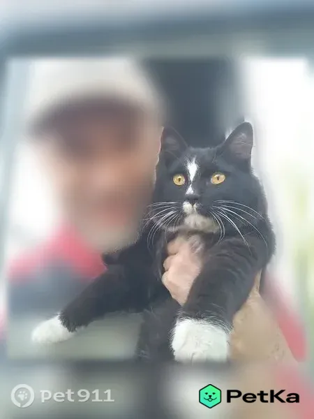Пропала кошка, Район Железнодорожный (г Хабаровск), Лазо, д. 62, Хабаровск — черно-белая, около года - photo