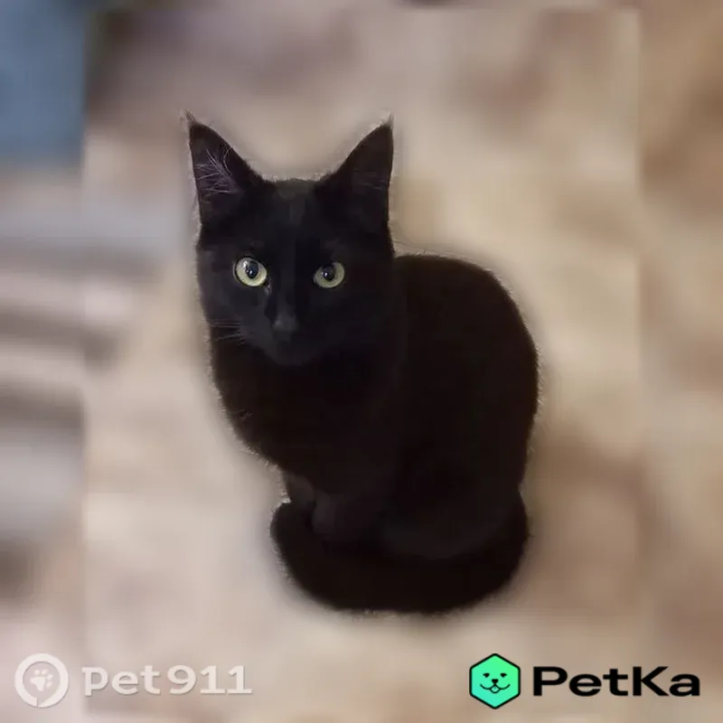 Пропала кошка, Деревня Дергайково (г Истра), Сосновая, д. Дергайково 17/Леоново 17, Истра — жёлтые глаза, стерилизована - photo