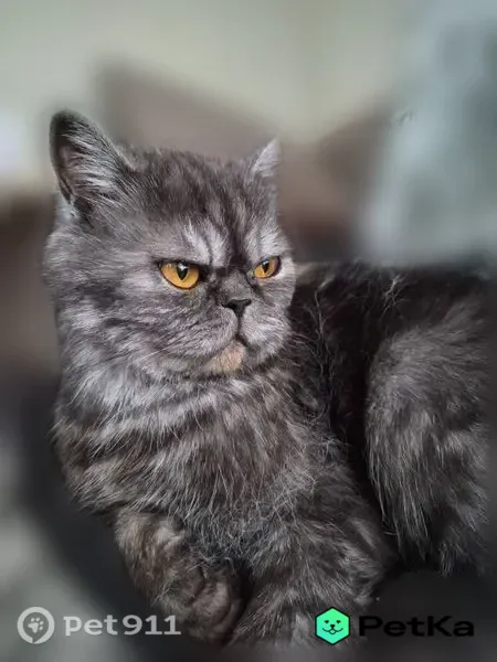 Пропала кошка, 1-й Ленинский, д. 30Б, Саратов — серый, пушистый, янтарные глаза - photo