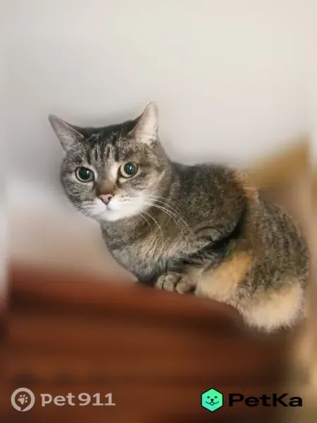 Пропала кошка, Химиков, д. 16А, Кемерово — Буся, 11 лет, пугливая - photo