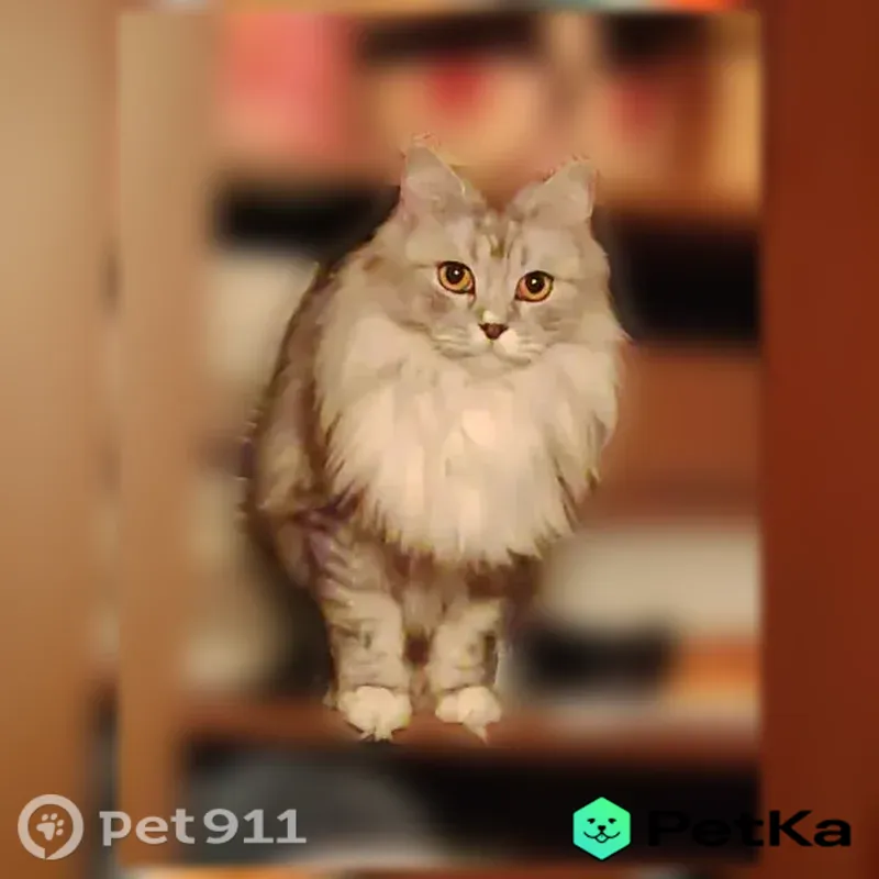 Пропала кошка, Поселок Сертякино (г Подольск), Дорожная, д. 2, Подольск - photo