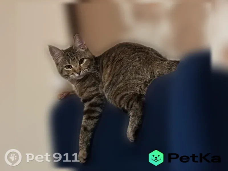 Пропала кошка, Тельмана, д. 88, Брянск — откликается на имя Фрея, очень напугана - photo
