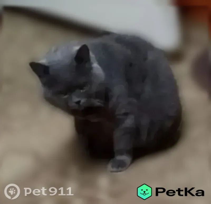 Пропала кошка, Боровичи, Понтонная, д. 14 — возрастная, серый окрас - photo