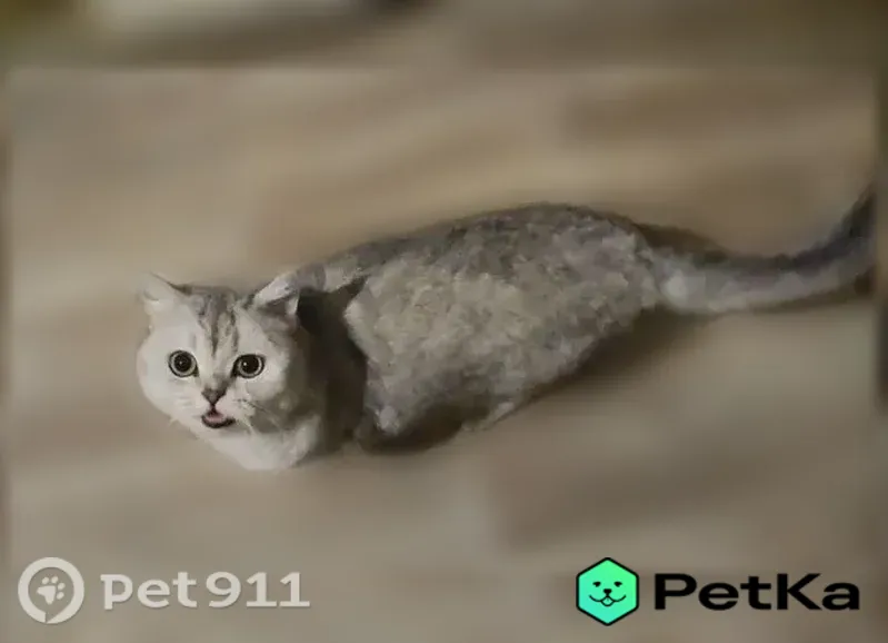 Пропала кошка, Ростов-на-Дону, Белоусова, д. 4/1 — серебряная шиншилла, очень пугливая - photo