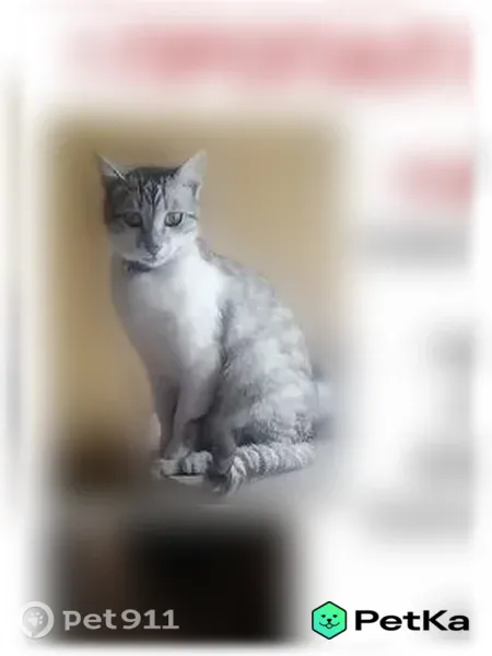 Пропала кошка, Саранск, Герцена, д. 3 — Ден, 2 года, с надорванным ушком - photo