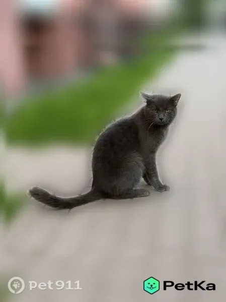 Кошка ищет дом, Поселок Сосново, Никитина, Сосново — необычный кот, любит уют и внимание - photo