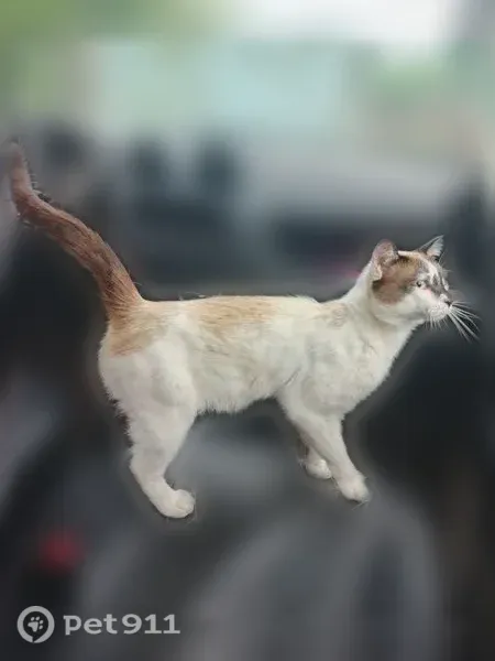 Пропала кошка, Поселок Фадеевский, Рабочая — большая грыжа на животе - photo