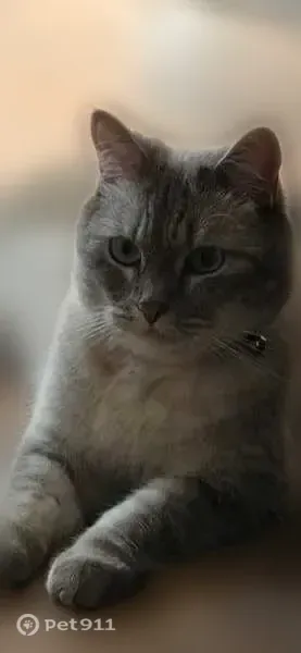 Кошка ищет дом, им. Ткачева, Волгоград - photo