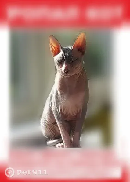 Пропала кошка, Майкоп, Заводская — серого окраса, Боня - photo