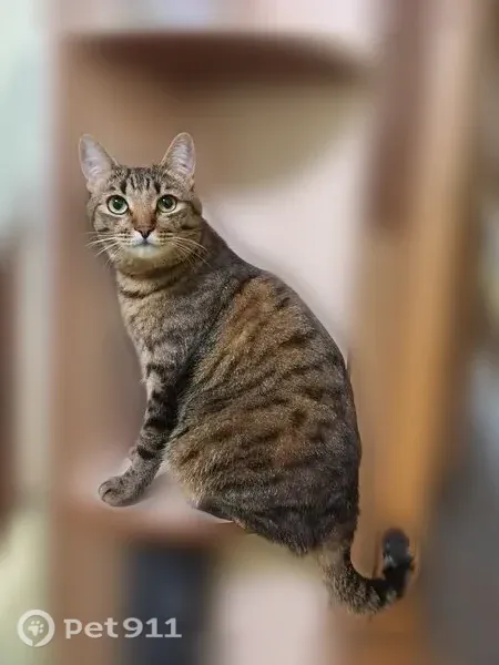 Пропала кошка, Ноябрьск — коричневый с чёрными пятнышками по телу - photo
