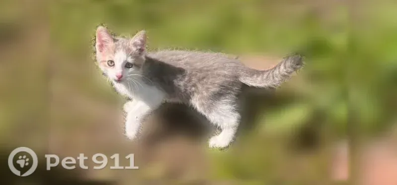 Пропала кошка, Рабочий поселок Чишмы, Революционная, д. 11, Чишмы — белое пятно сбоку, хвост в полоску - photo