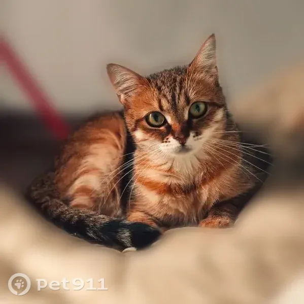Пропала кошка, Село Засечное, Лунная, д. 3, Засечное — вышла из 1 подъезда - photo