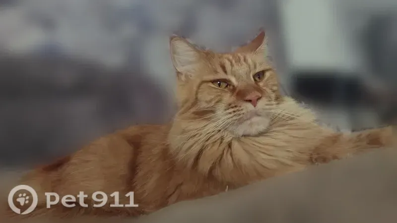 Пропала кошка, Новосибирск, Громова, д. 21 — крупный длинношёрстный кот мейн-кун, 3 года - photo