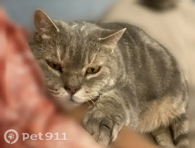 Пропала кошка, Томск — британец серого цвета, сбежал через окно - photo