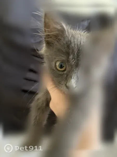 Кошка ищет дом, Белгород, Молодежная — котёнок ласковый, ладит с собакой - photo