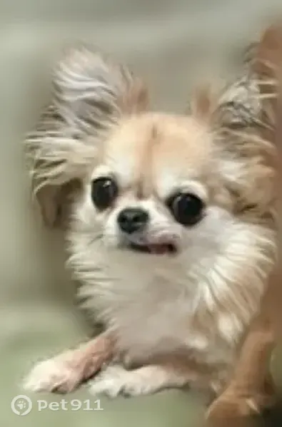 Пропала собака, Тверь — маленькая рыжая, пушистая, очень пугливая - photo