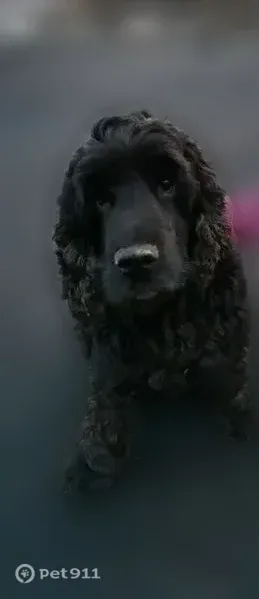 Пропала собака, Чапаевск, Нахимова — английский кокер-спаниель Чарли, 10 лет - photo