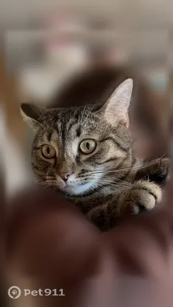 Пропала кошка, Великий Новгород, Попова, д. 3 — молодая, небольших размеров - photo