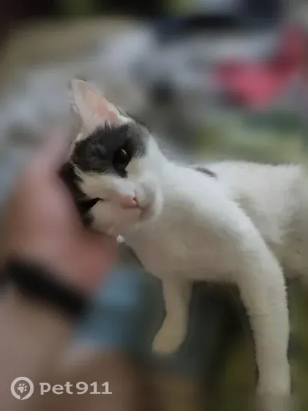 Кошка ищет дом, Нижний Новгород — ласковая, стерилизованная, молодая - photo