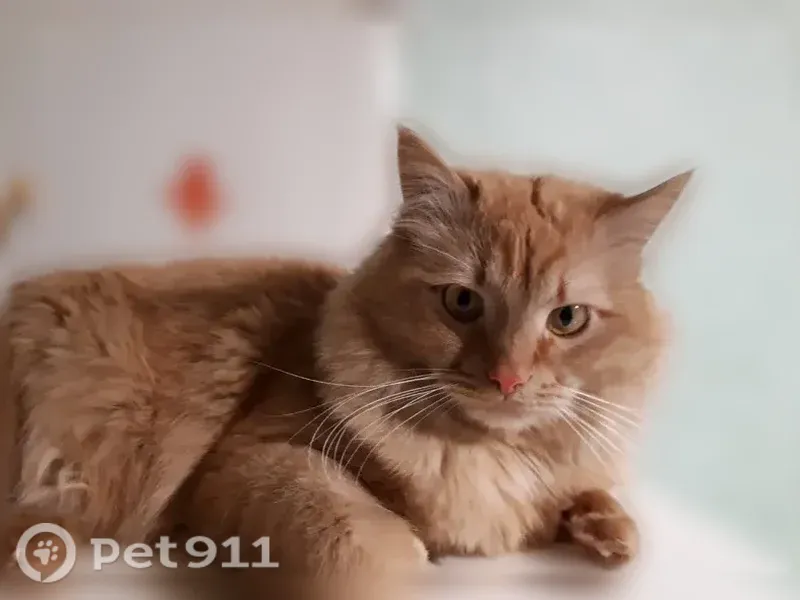 Пропала кошка, Йошкар-Ола, 8 Марта, д. 59 — большой рыжий кот с жёлтыми глазами, 6 лет - photo