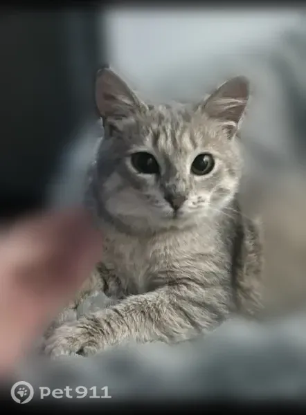 Пропала кошка, Белинский, Шуваева, д. 53, Белинский — серый, ухоженный, ласковый - photo