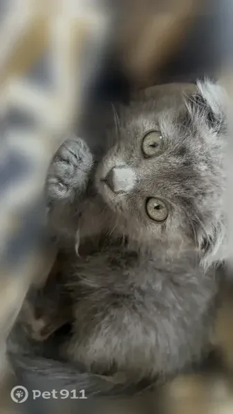 Пропала кошка, Ушакова, Махачкала — вислоухая, примерно 3 месяца - photo