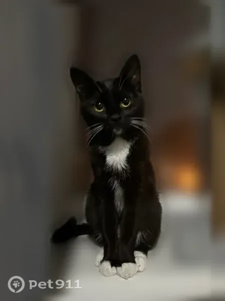 Пропала кошка, 8 Марта, Абакан - photo