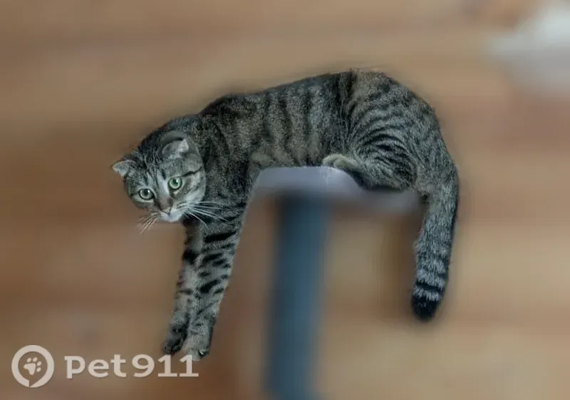 Пропала кошка, Сочи, Виноградный, д. 180 — не отзывается на кличку - photo