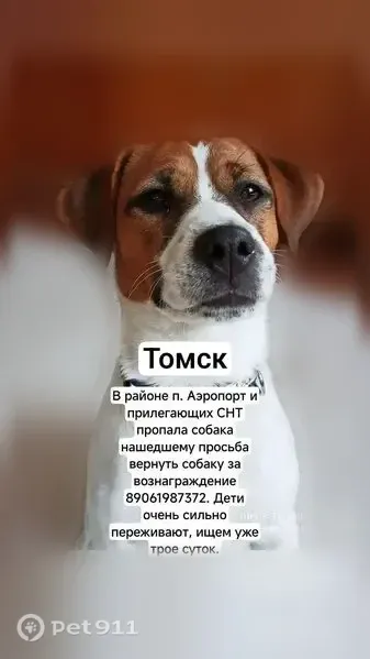 Пропала собака, Томск - photo