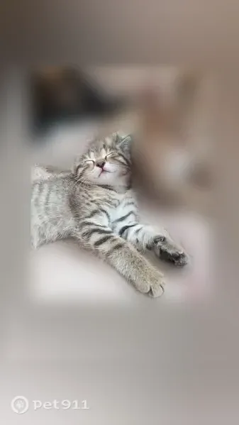 Кошка ищет дом, Чита, Советская, д. 25 — две кошечки, 2 месяца - photo