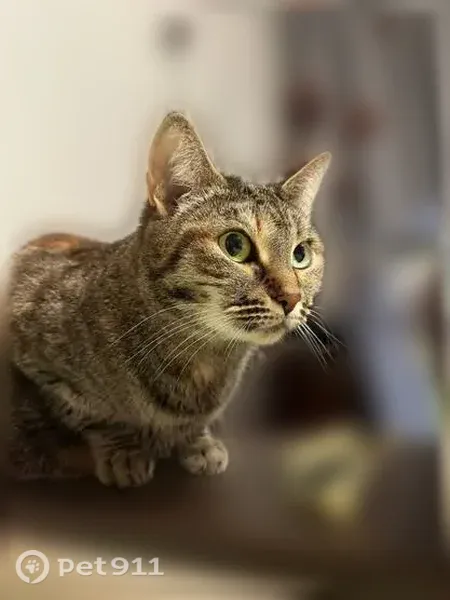 Пропала кошка, Бойничная, Казань - photo