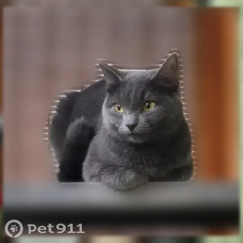 Пропала кошка, Микрорайон Силикат (г Котельники), д. 23, Котельники — серый дымчатый окрас - photo