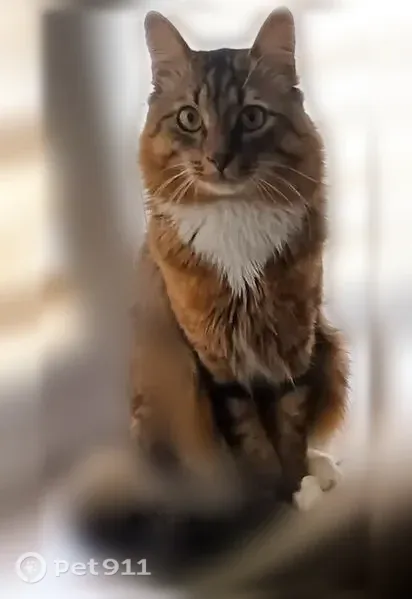 Пропала кошка, Варейкиса, д. 9, Ульяновск — домашний, пугливый кот - photo