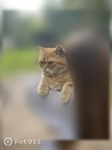 Пропала кошка, Вологда — рыжий кот, 6 лет, с рыжей буквой М на лбу - photo