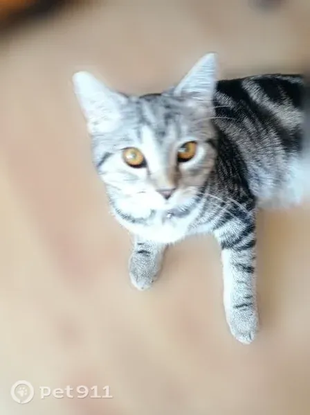 Пропала кошка, Усинск, Пионерская, д. 8 — котик с ошейником и колокольчиком - photo