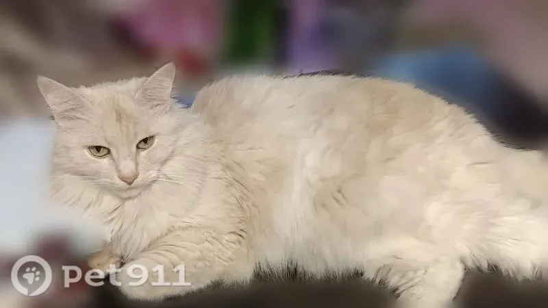 Пропала кошка, Территория снт Индустрия, Нижнекамск — крупная пушистая персиково-рыжая - photo