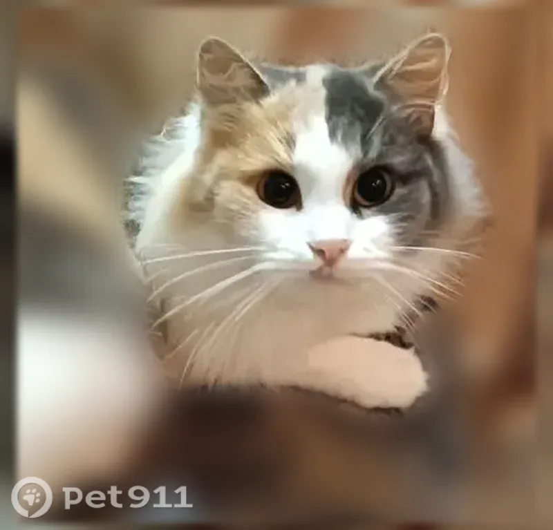 Пропала кошка, Село Тургиново, Юбилейная — стерилизованная, 2 года - photo
