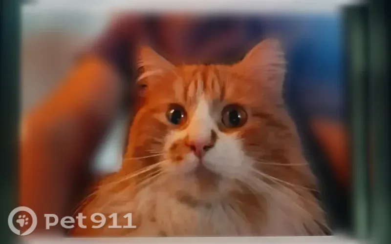 Пропала кошка, Район Приволжский, Казань — рыжий кот 2 года, длинношерстный, с жёлтым ошейником - photo