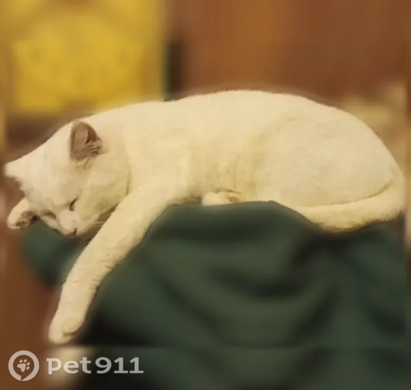 Пропала кошка, Тимуровцев, д. 1, Рязань — белый кот, 3 года, болячка за правым ухом - photo