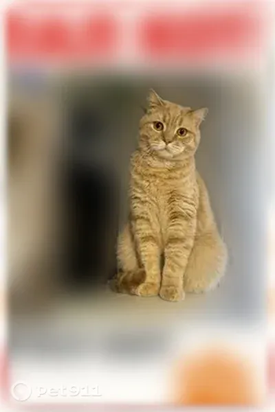 Пропала кошка, Урицкого, д. 67, Ярославль — кот очень пугливый, отзывается на кличку Персик - photo