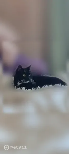 Пропала кошка, Светлогорск, Игашова, д. 1 — очень контактная, ласковая - photo