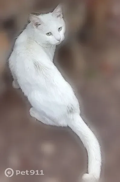 Пропала кошка, Кимры, Фадеева — с жёлтым ошейником - photo