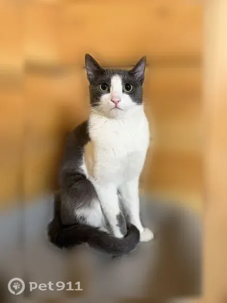 Пропала кошка, Территория Урочище лесное, д. 4857/5, Чита — серый котик с белым животиком - photo