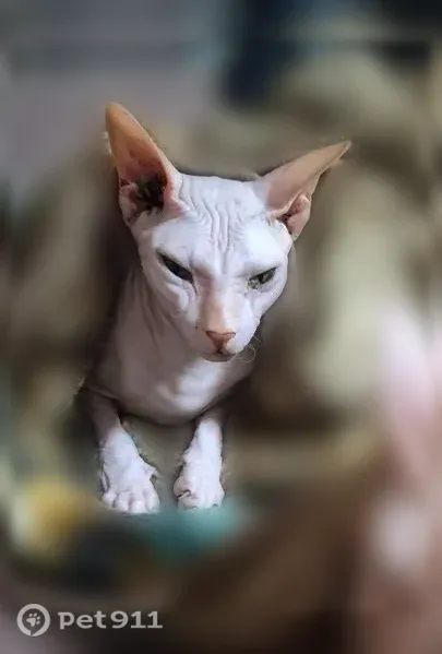 Пропала кошка, Чита, Столярова, д. 65 — светлый окрас, зелёные глаза - photo