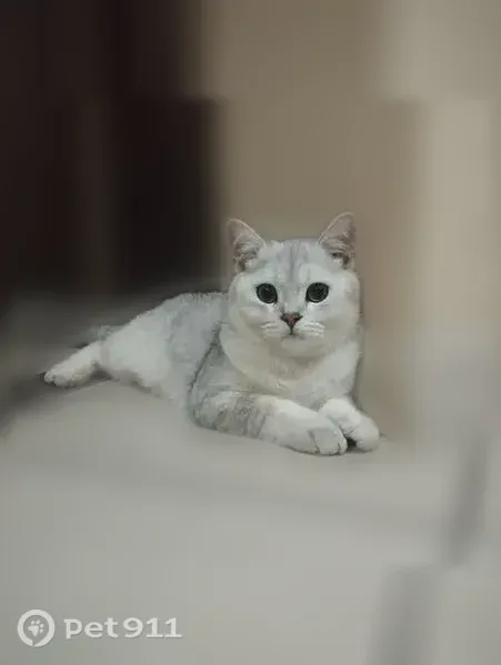 Пропала кошка, Королёв, Школьная, д. 6А — бело-серый, полоски на хвосте - photo