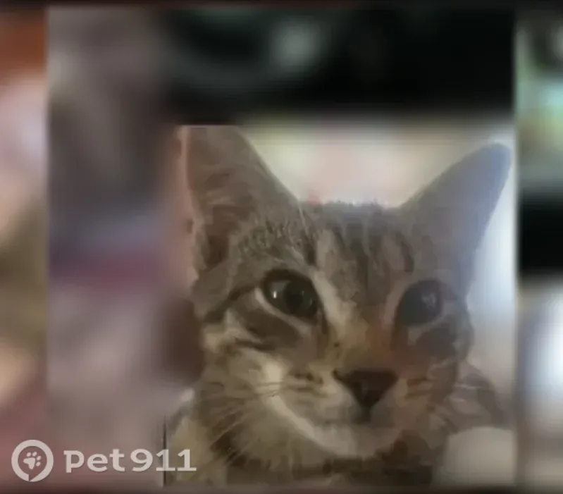 Пропала кошка, Розы Люксембург, Каменск-Уральский — серый, плохо слышит, 8 месяцев - photo