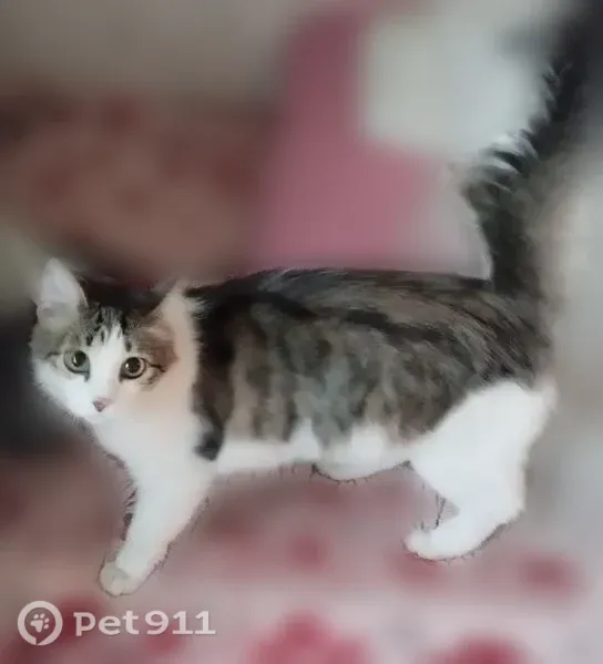 Найдена кошка, Весны, Красноярск - photo