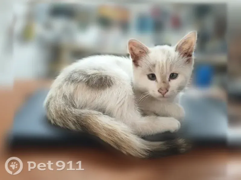 Пропала кошка, Боровичи, 9 Января, д. 26, Боровичи — белая с пятнами на мордашке, рыжие уши, тёмный пятнистый хвост - photo