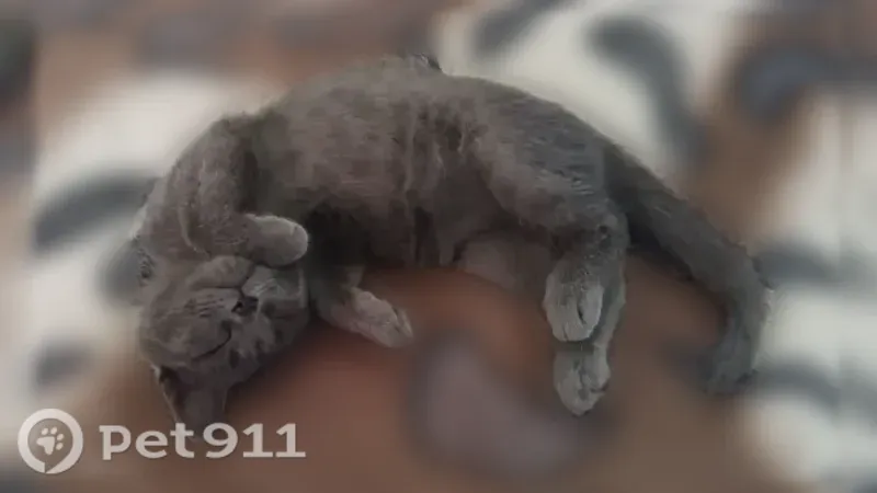 Пропала кошка, Мыски, Ленина, д. 6, Мыски — 4 месяца, серый кот с чёрным носом - photo