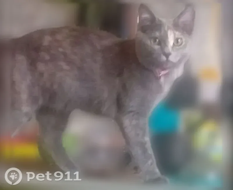 Пропала кошка, Клубничная, Кострома — серая шерсть, светлое пятнышко на носу - photo